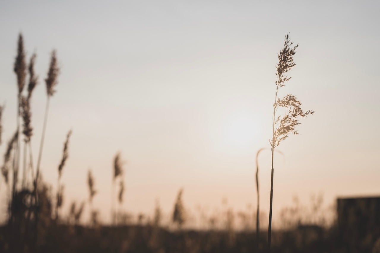 lost-photos: Sunlight and evening breezes  