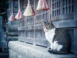 japanesse-life:  mystery shrine and cat 1 by torne (where’s my lens cap?) on Flickr.