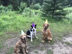 omg-images:  1st Birthday Party for Luna and her BFFs!