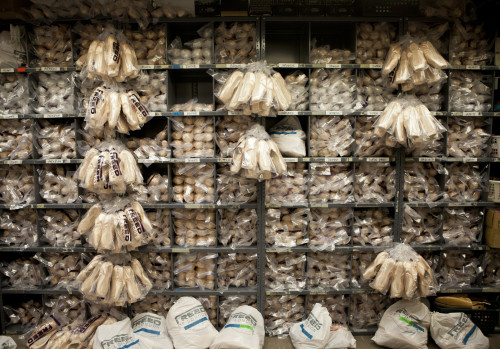 balletwarrior: ~Pointe shoes~ New York City Ballet Photographs by Raydene Salinas/HPMG Why It Takes 