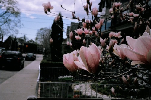 Magnolias;Grace Street;Toronto -Spring 201535mmOlympus Stylus Epic
