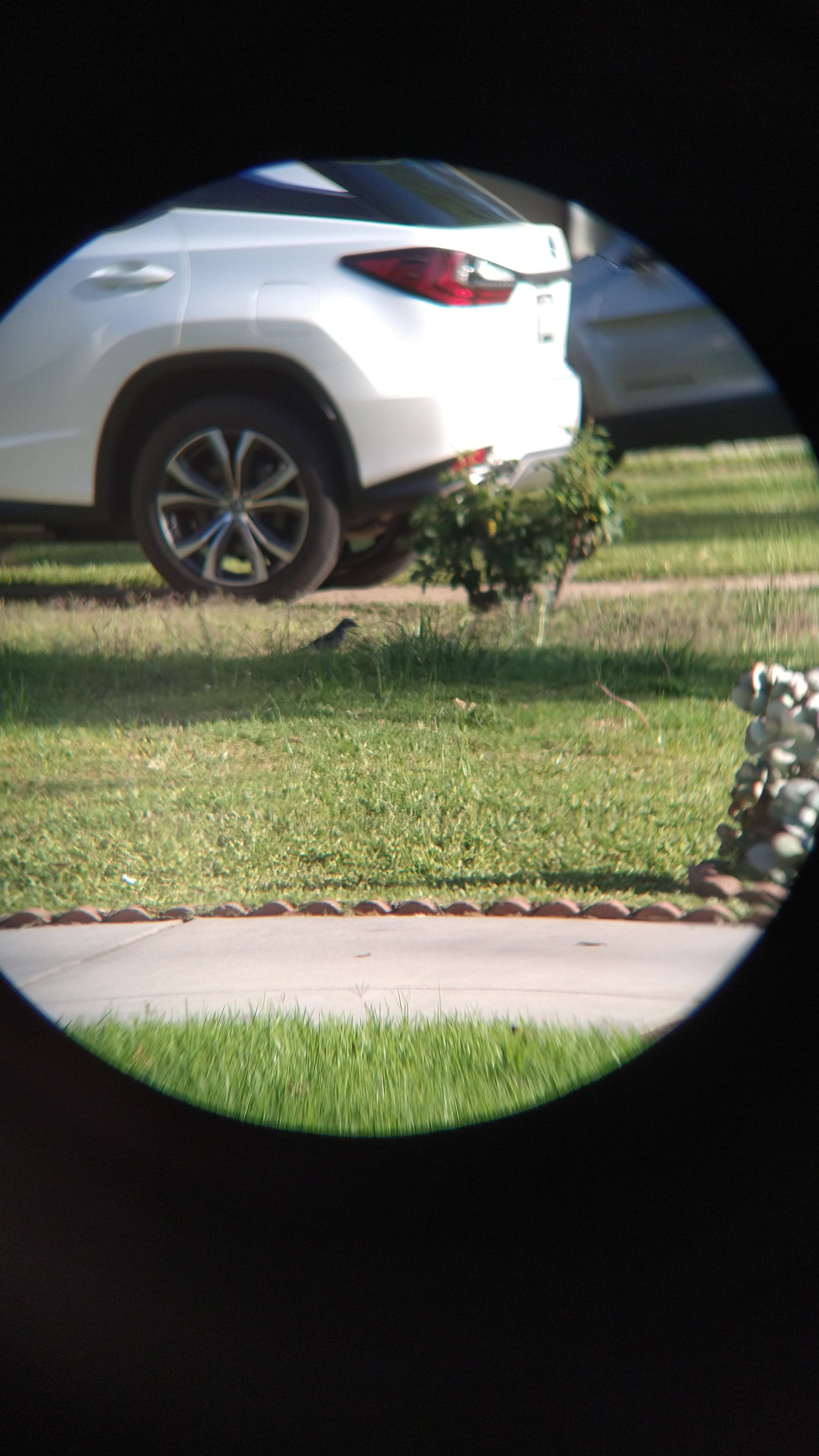 XXX I tried holding my binoculars up to my phone photo