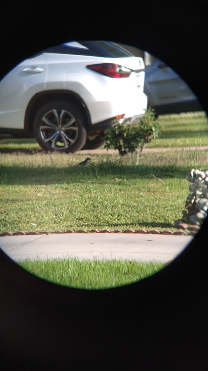 oattoast:oattoast:I tried holding my binoculars up to my phone camera to spy on this