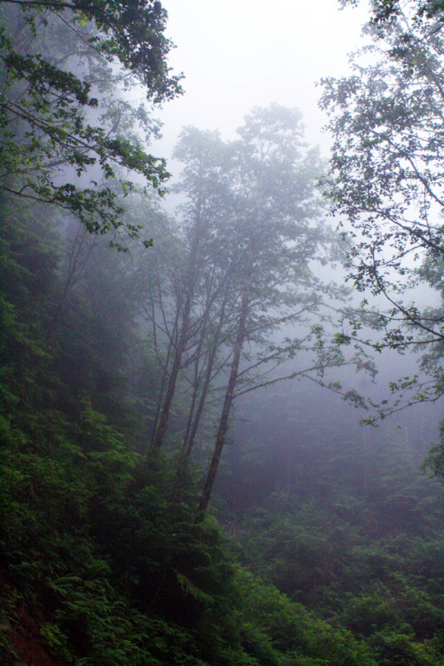 bright-witch: Oregon Coast, film photography by me. Please do not remove credit!