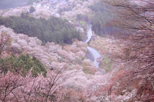 mu3y18mi:ぽめお @pomeoooo美しすぎる吉野山の桜を見てくれ