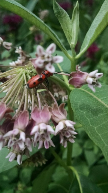 Red Milkweed Beetle on my Milkweed!