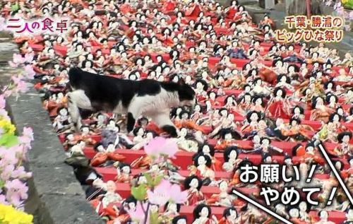 46187:  【話題】なぜ猫は机の上にあるものを手当たり次第に落とすのか : 〓 ねこメモ 〓