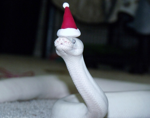 theactualcluegirl: i-m-snek: We wish you a Merry Hissmass~ And a happy Noodle Year!