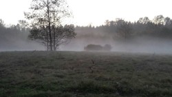 codyopsis:  Sitting in the middle of a field with the forest all around and fog rolling in was fucking freaky 