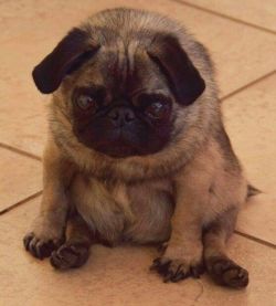 pugsandkissess101:   pugs:  potato tot   I need this pug 