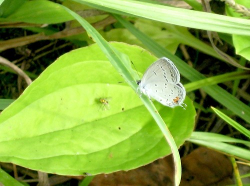 Some insects from a walk. Eastern tailed blue and some kind of small gold fly; a damaged black swall