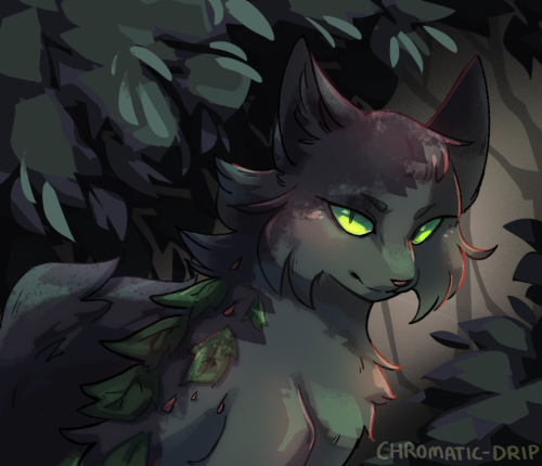 hollyleaf