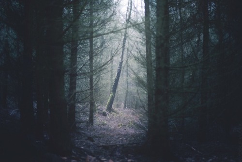 rudolfvlcek:Forest