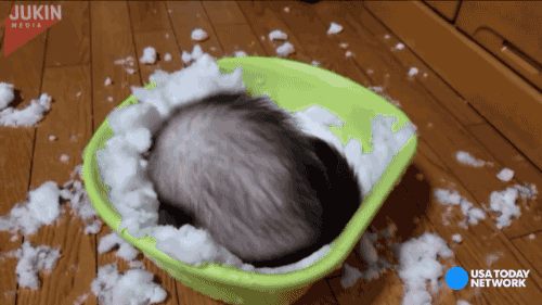 gifsboom:Ferret flips out at the sight of snow. [video] > u<