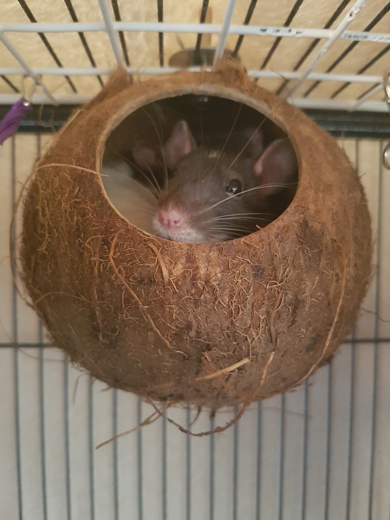 lovely-rats:    A new toy came in!!! Believe it or not theres two rats in there 