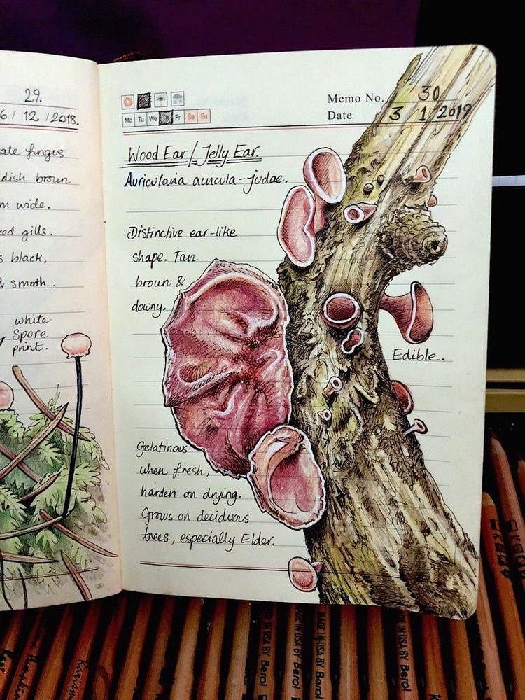 euripideez-nuts:Jo BrownBiologist and artistJournals