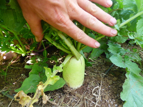 dreadedgrape:  barefootedfarmer:  root beds white daikon, purple daikon, red beats, red turnips    here are pictures of the farm im on. this is my farm blog/ gardening blog covers my personal travels working on farms  