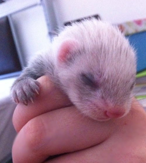 captainkateblr:  So here’s some photos of my baby ferrets.