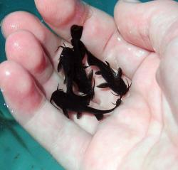 bithiba:  aww little black fishies 