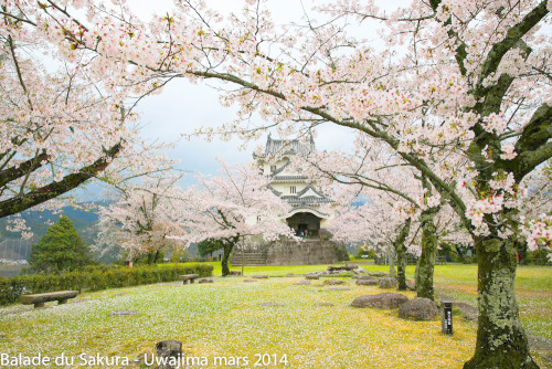 minuga-hana: Sakura Uwajima by Julien MENTZER Via Flickr: Pictures from Uwajima march 30
