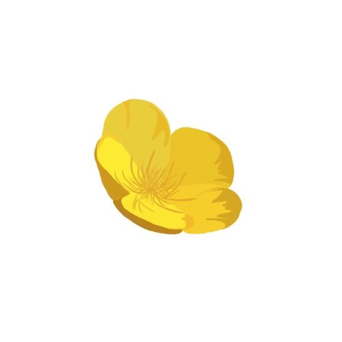 A simple buttercup, inviting joy and new beginnings- - #creativity #minimalistdrawing #autodesk #i