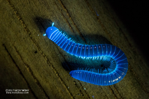 onenicebugperday:Millipede under UV light, SingaporePhotos by Nicky Bay // Website // FacebookShared