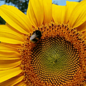 aelinth:look at this bumblebee climbing a sunflower, the cutest thing ever!! 😍🐝