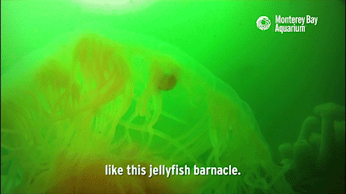montereybayaquarium:  Jellies play many roles in the ocean ecosystem, from predator to prey. They’re also prime real estate for open-ocean hitchhikers, including crabs, barnacles and fishes! 