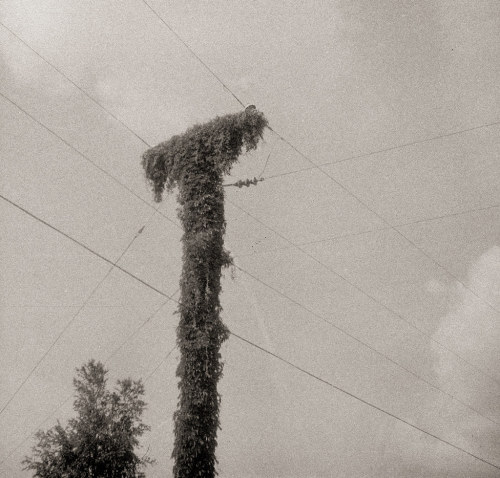 mysteriouscam:Tree growth Telephone pole. Agfa Isomat RapidOn Flickr© Eben Ostby July 08, 2021 at 12
