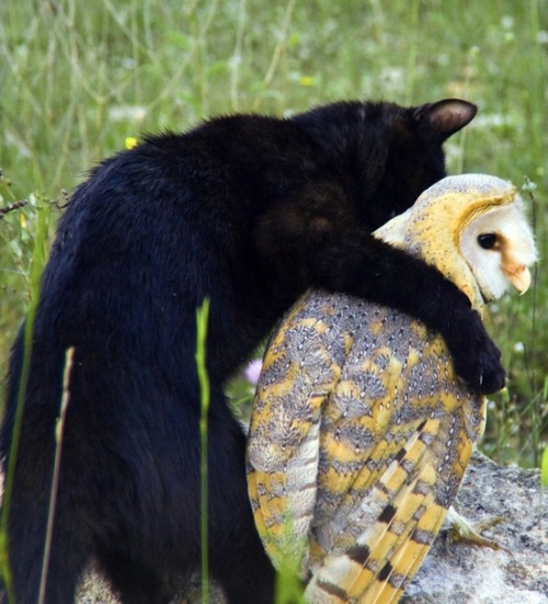 lalulutres:Fum (the black housecat) &amp; Gebra (the barn owl) are best friendsWHAT