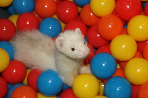 binniemf:ferret in the ballpit,