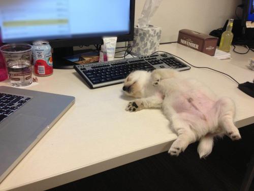 awwww-cute:My co-worker’s puppy fell asleep on her desk. Not much work got done that day