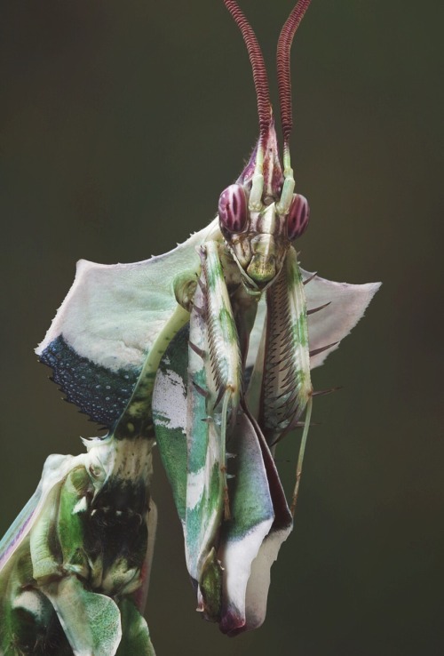 mesoteric: Praying Mantis