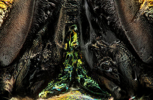 Emerald Ash Borer Panoramic 50x Crop by Macroscopic Solutions on Flickr.More Animals here.