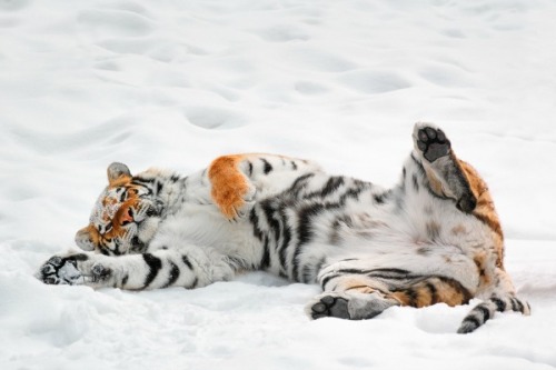 thecutestofthecute:  Here are some animals that are excited about the snow more then some of us are. 