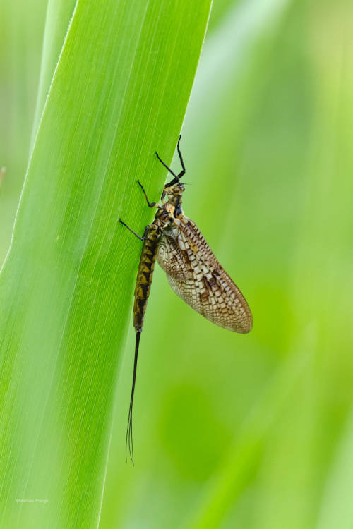 Mayflies