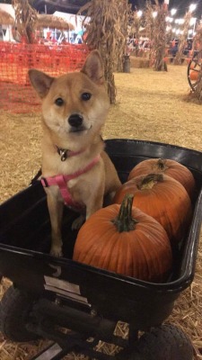 Ain&rsquo;t she the cutest thing? 🎃🐶💕