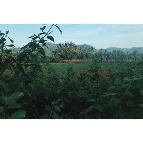 moderndaynomad:  Rice fields of dreams. #kuta | #lombok | #indonesia