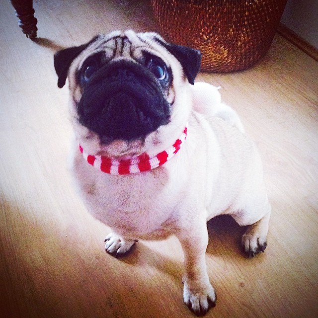ilovepugs4ever:  Follow Dog Quotes. 