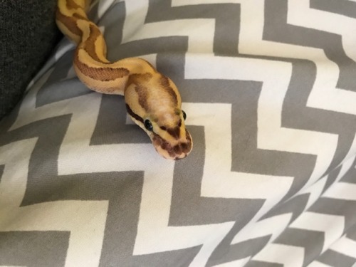 blurrysnakescales:tailsandco:Look at that snoot!!Grade A snoot!Great content