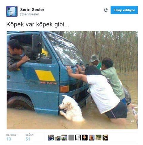 Köpek var köpek gibi...