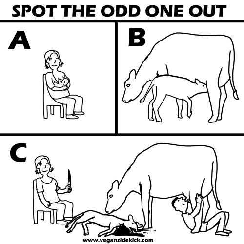 vegansidekick:www.vegansidekick.com #animalrights #vegan