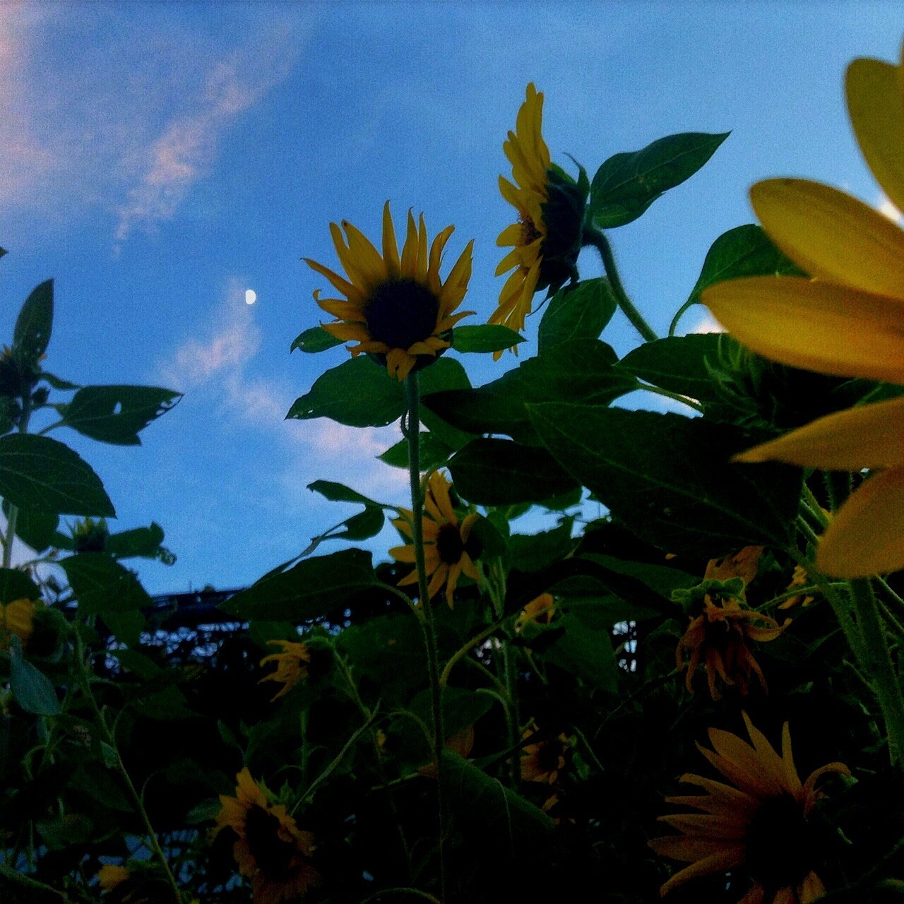 bvddhist:  Organic  // Spiritual  // Hippie 