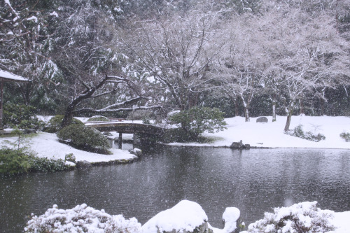 annapolisrose: A snowy day at Nitobe Gardens.