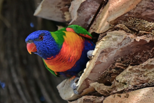 nobodysperfect2133: Looking over the neighbourhood - Rainbow lorikeets