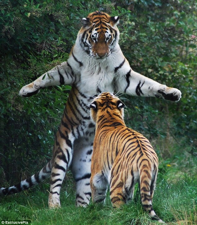 bigtigers: *spawns in the jungle, t-poses and then clips through the ground*