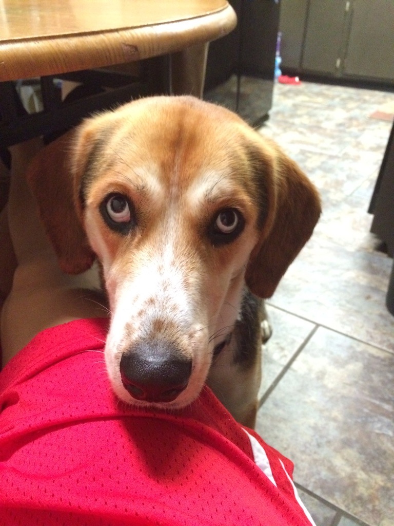 cute-overload:  My dog waits on me to go to bed every night. This is his look when