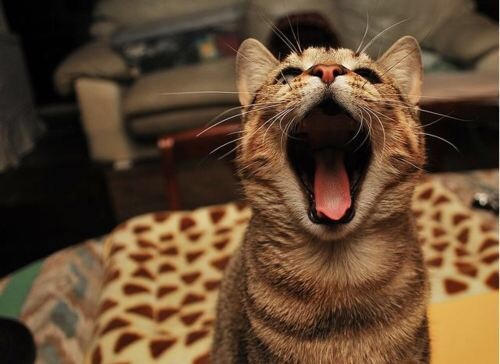 coolcatgroup: Okay everyone stop what you’re doing and look at these cats right now  Hnoly shit  They are so happy  Okay y’all can carry on with your day now  Have a good one!!!  