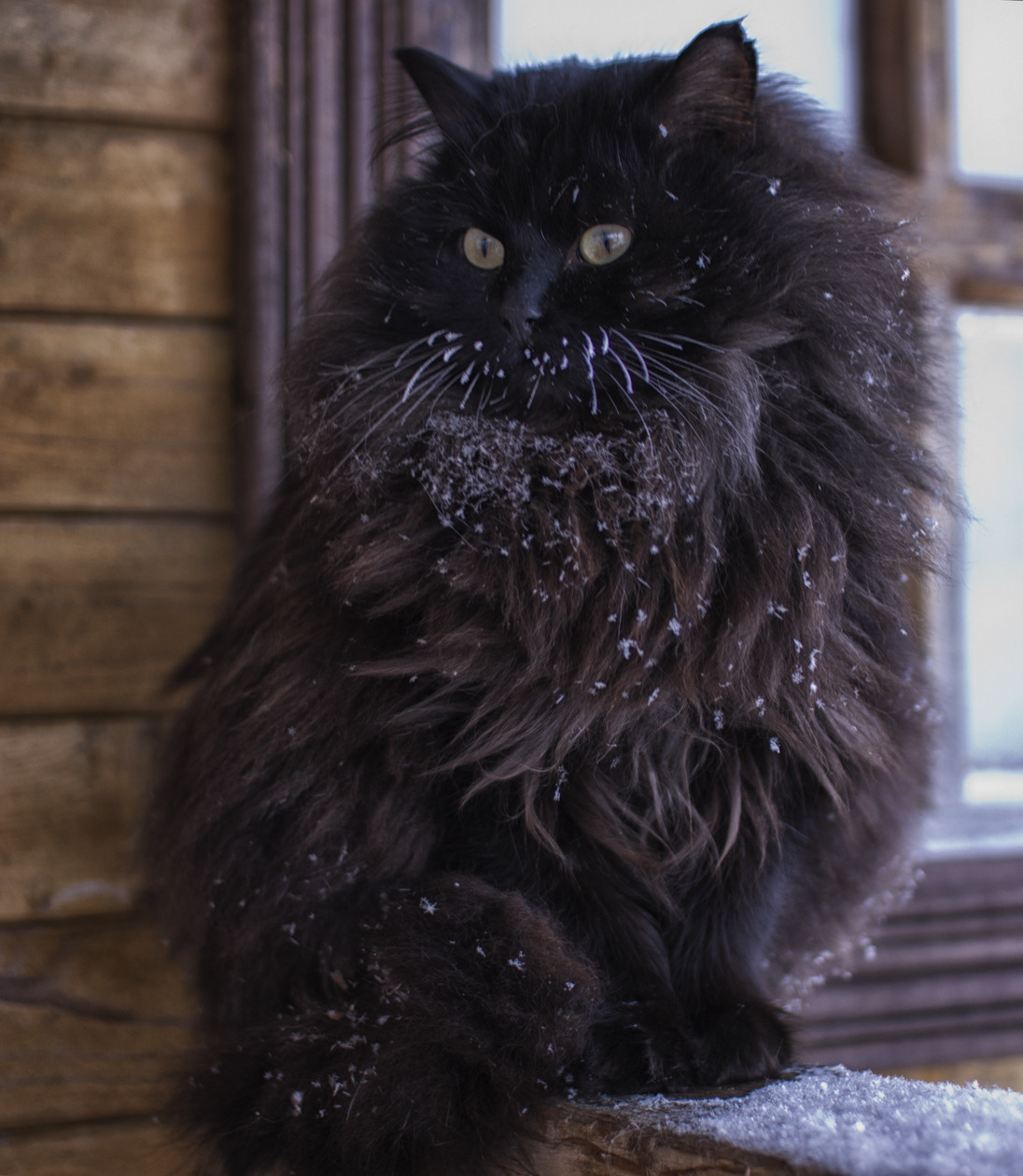 pudgykitties:  mostlycatsmostly:  (via batanechka)  The foof is strong with this