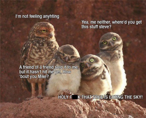 lolfactory:  Owls Can’t Handle Their Hallucinogens ☆ funny tumblr ☆ funny reblogs